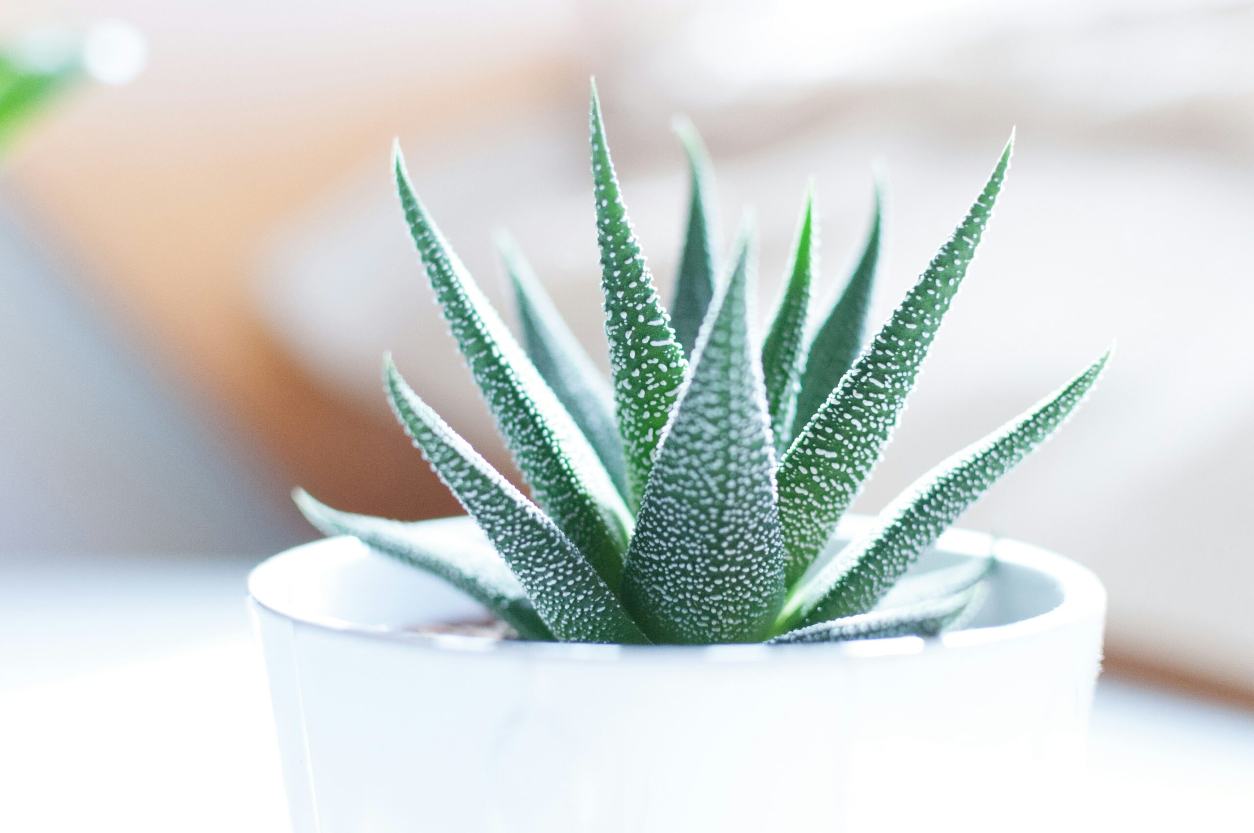 Indoor Plants