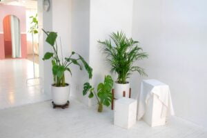 Indoor Plants