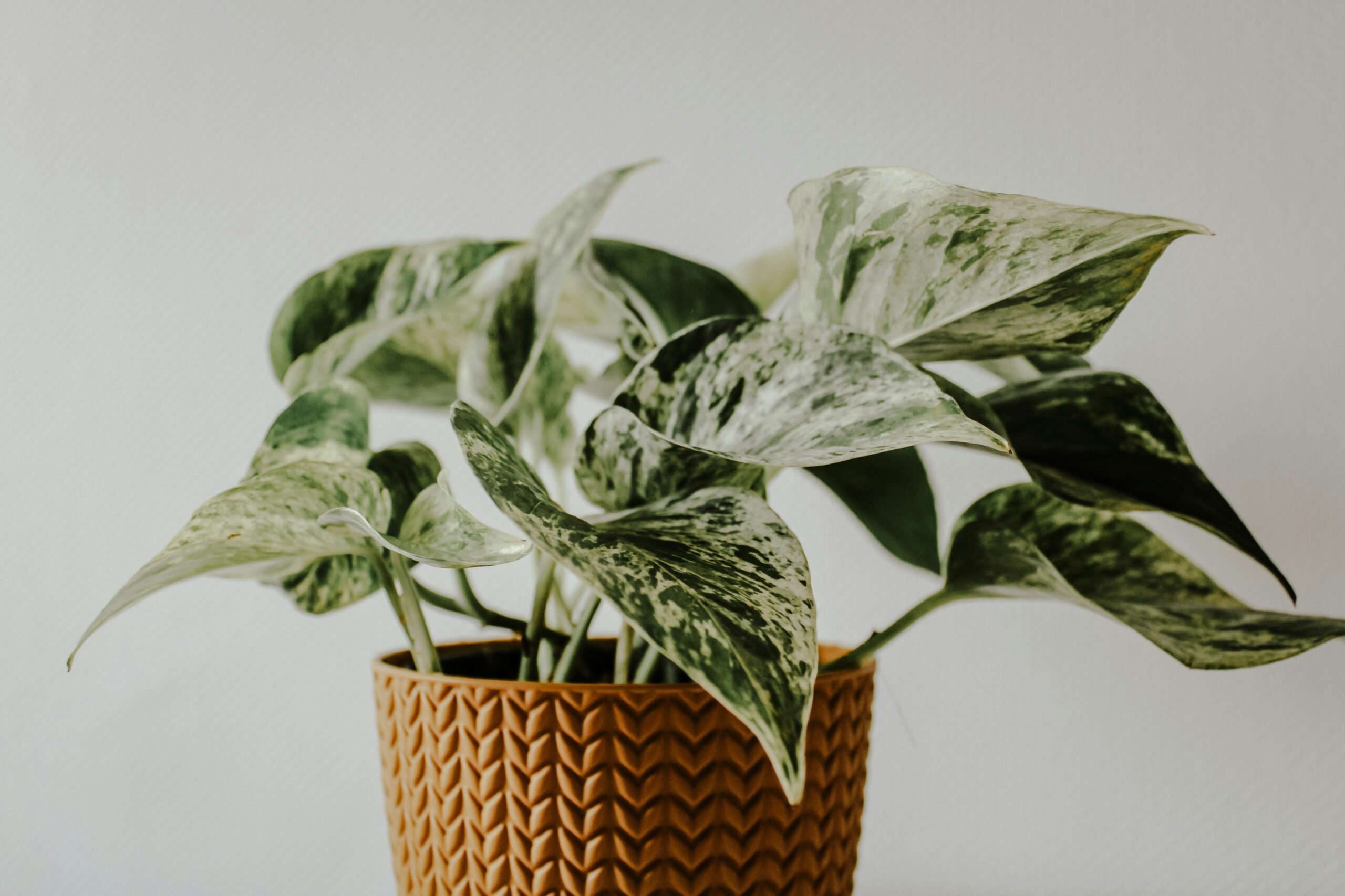 Pothos Plants